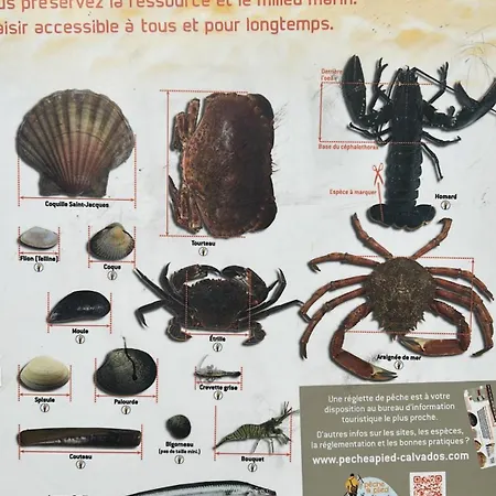 Petite Bulle De Mer, A Quelques Pas Du Rivage Apartment